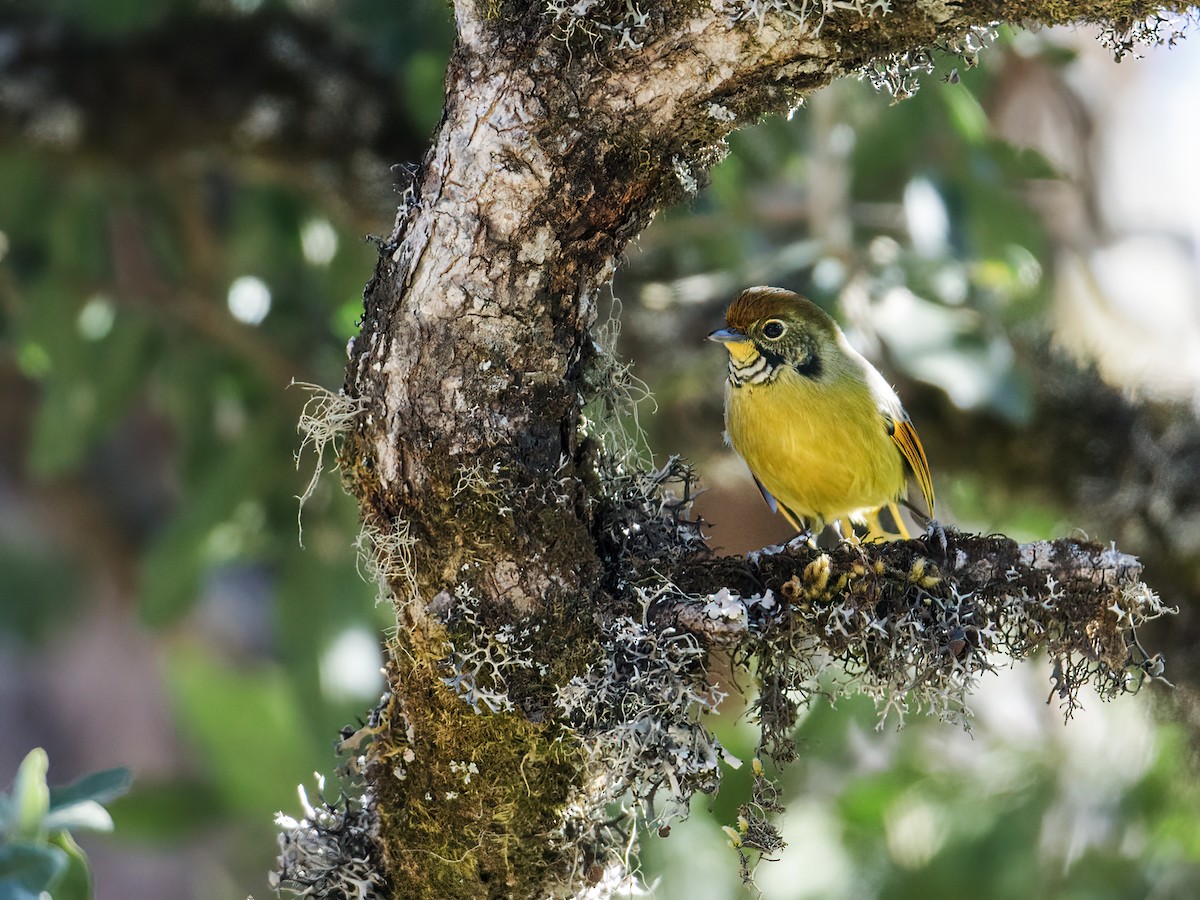 Chestnut-tailed Minla - Nick Athanas