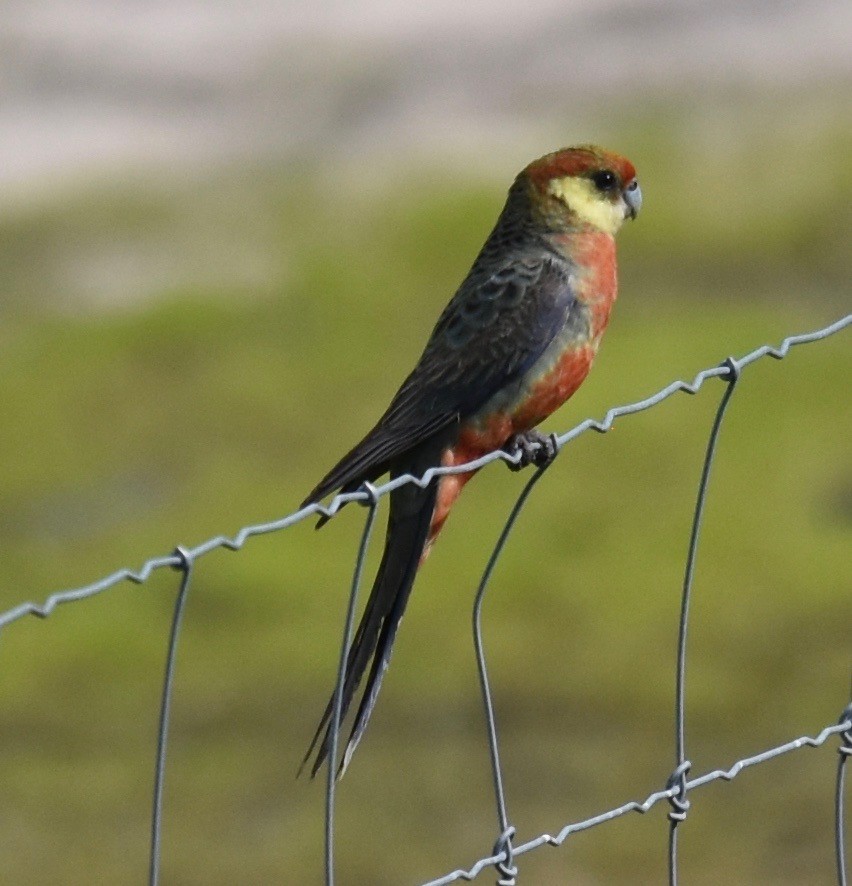 Western Rosella - ML253233791