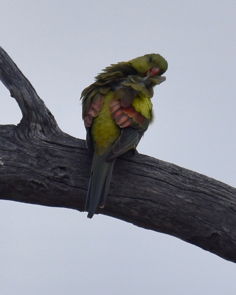 Regent Parrot - ML253235151