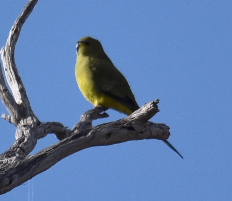 Elegant Parrot - ML253235231