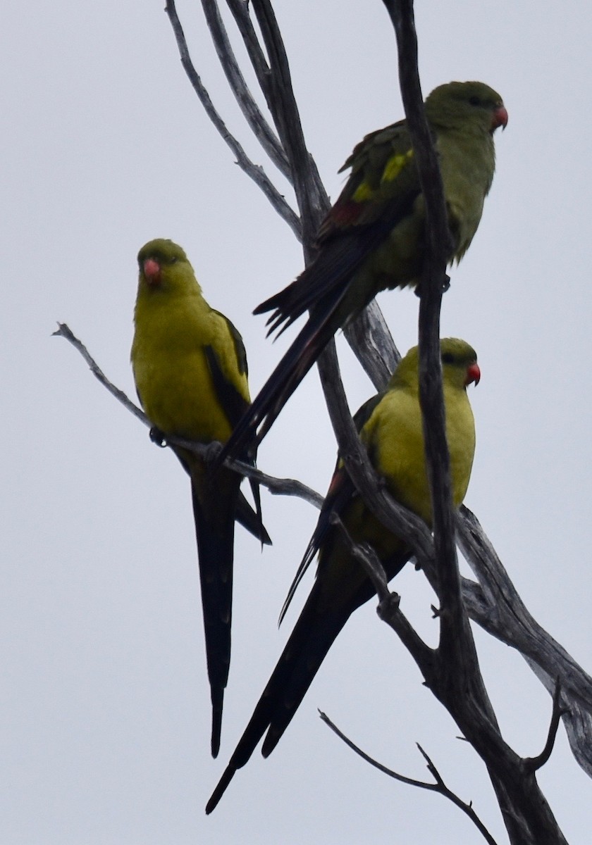 Regent Parrot - ML253235321