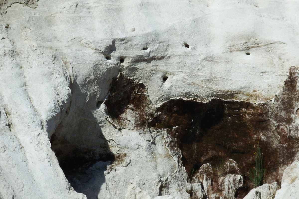 Bank Swallow - ML253235621