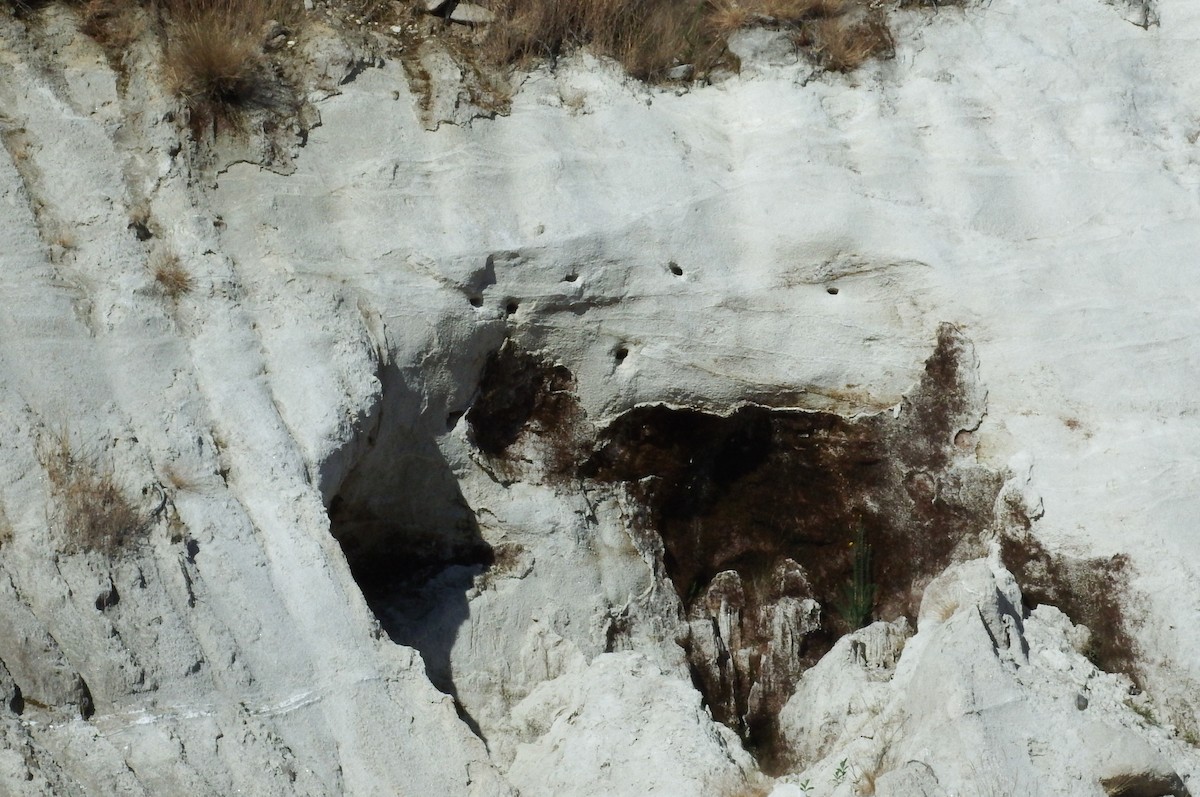 Bank Swallow - ML253235641