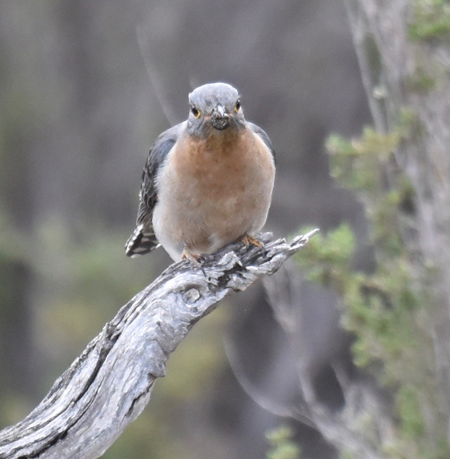 Fan-tailed Cuckoo - ML253235991