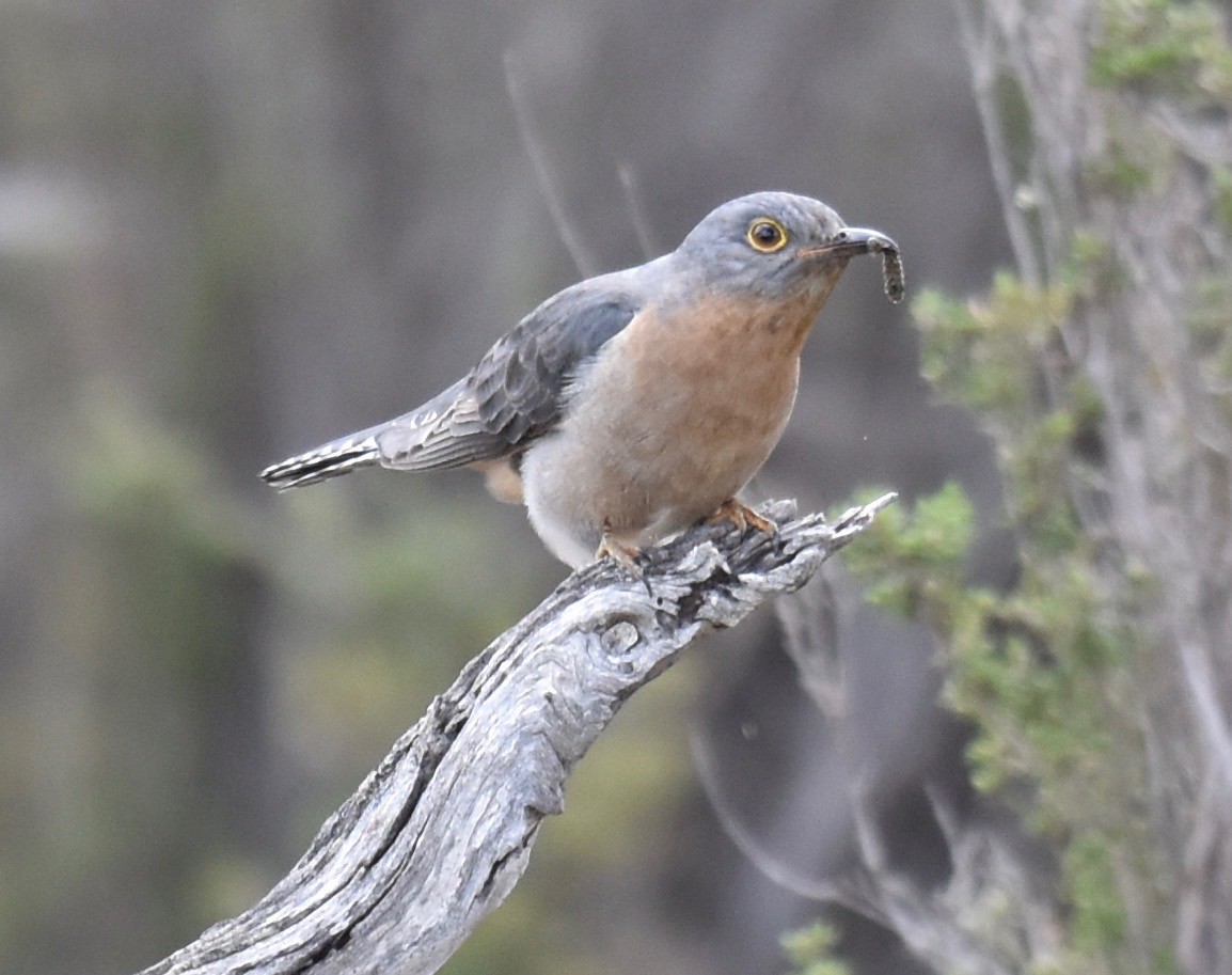Fan-tailed Cuckoo - ML253236051