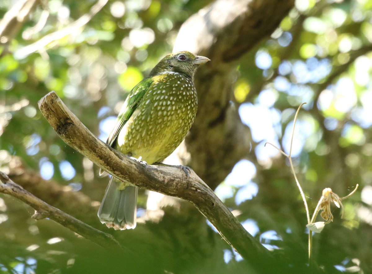 Green Catbird - David Ongley