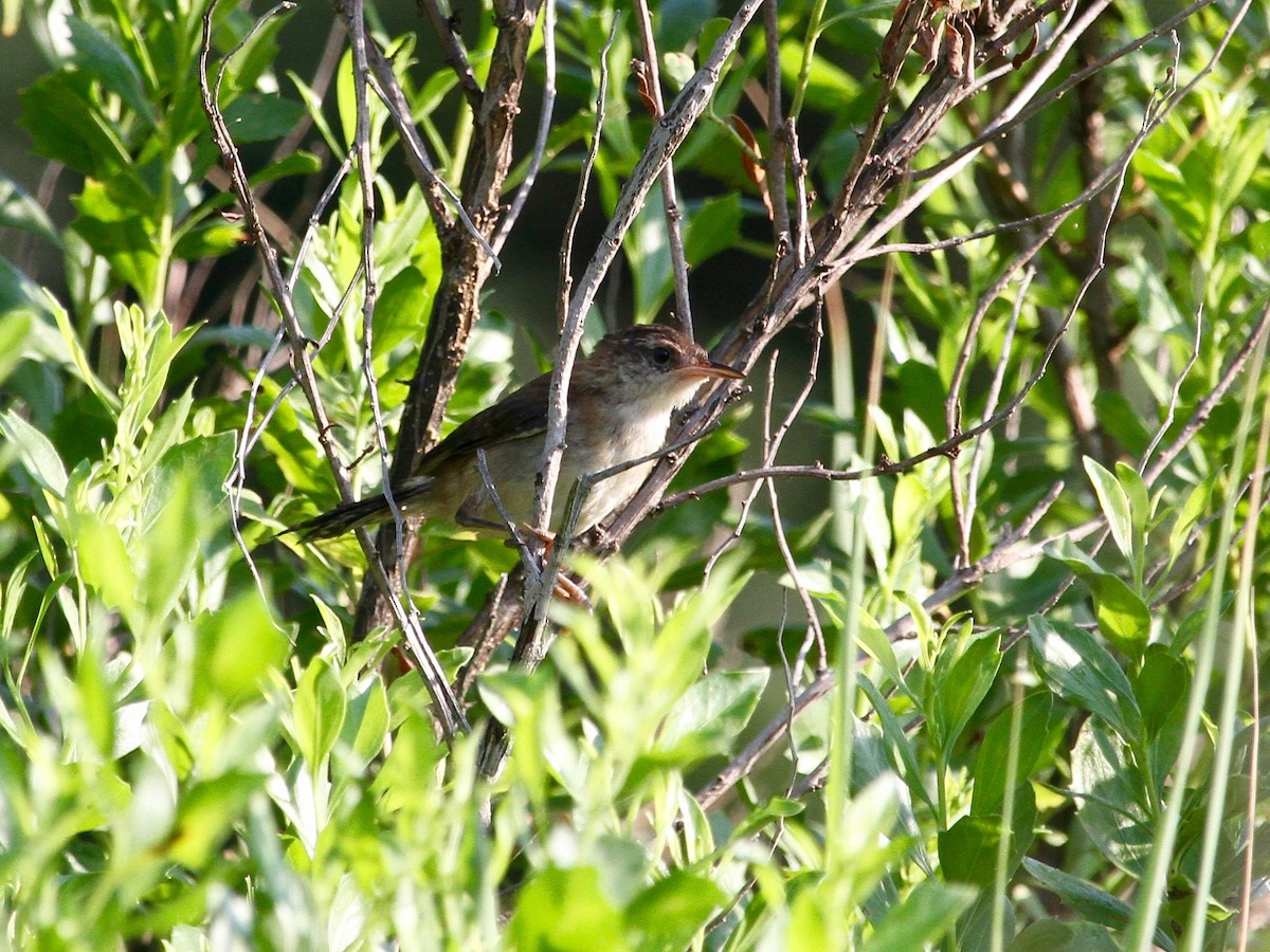 Marsh Wren - ML253236821