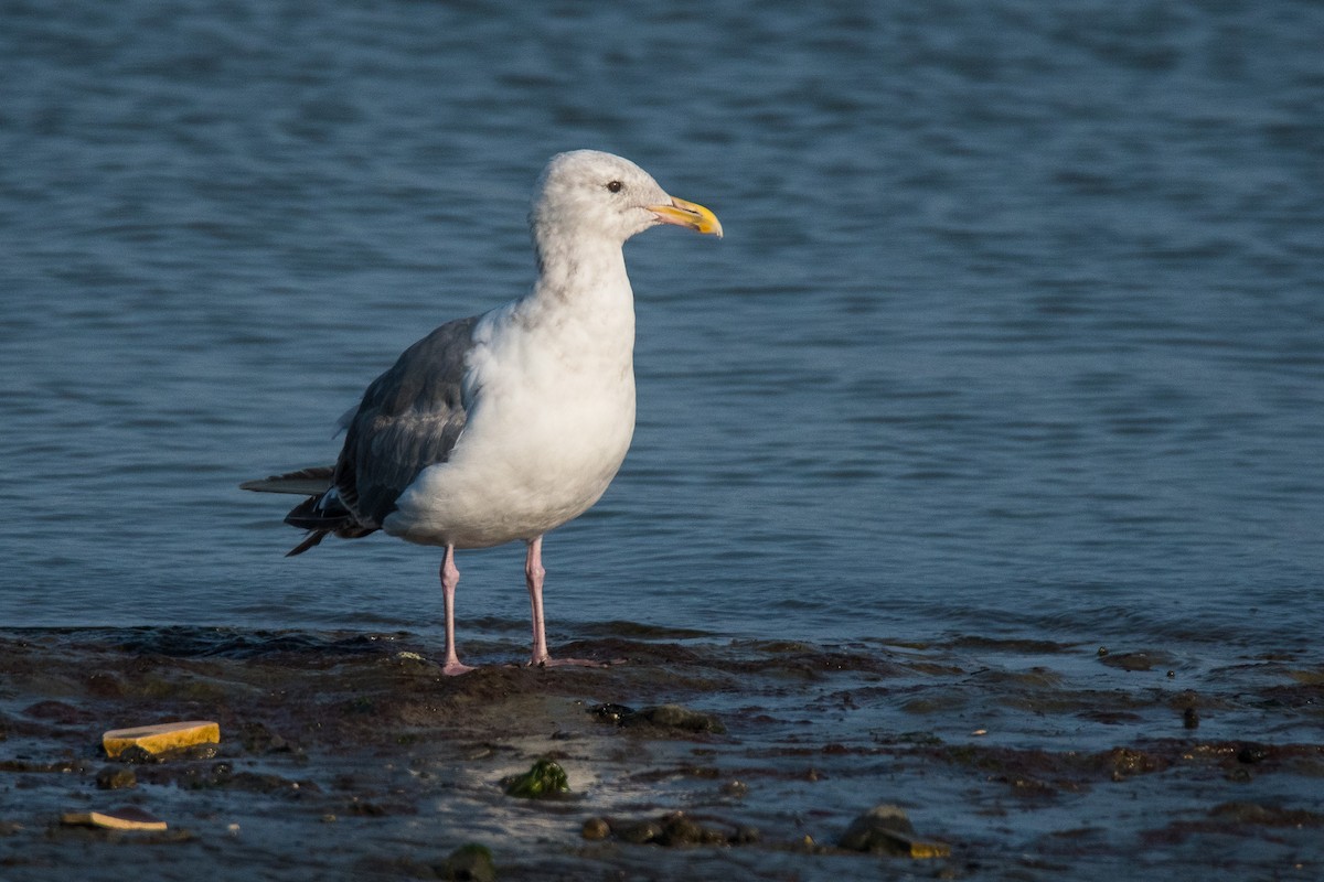 Western Gull - ML253237591