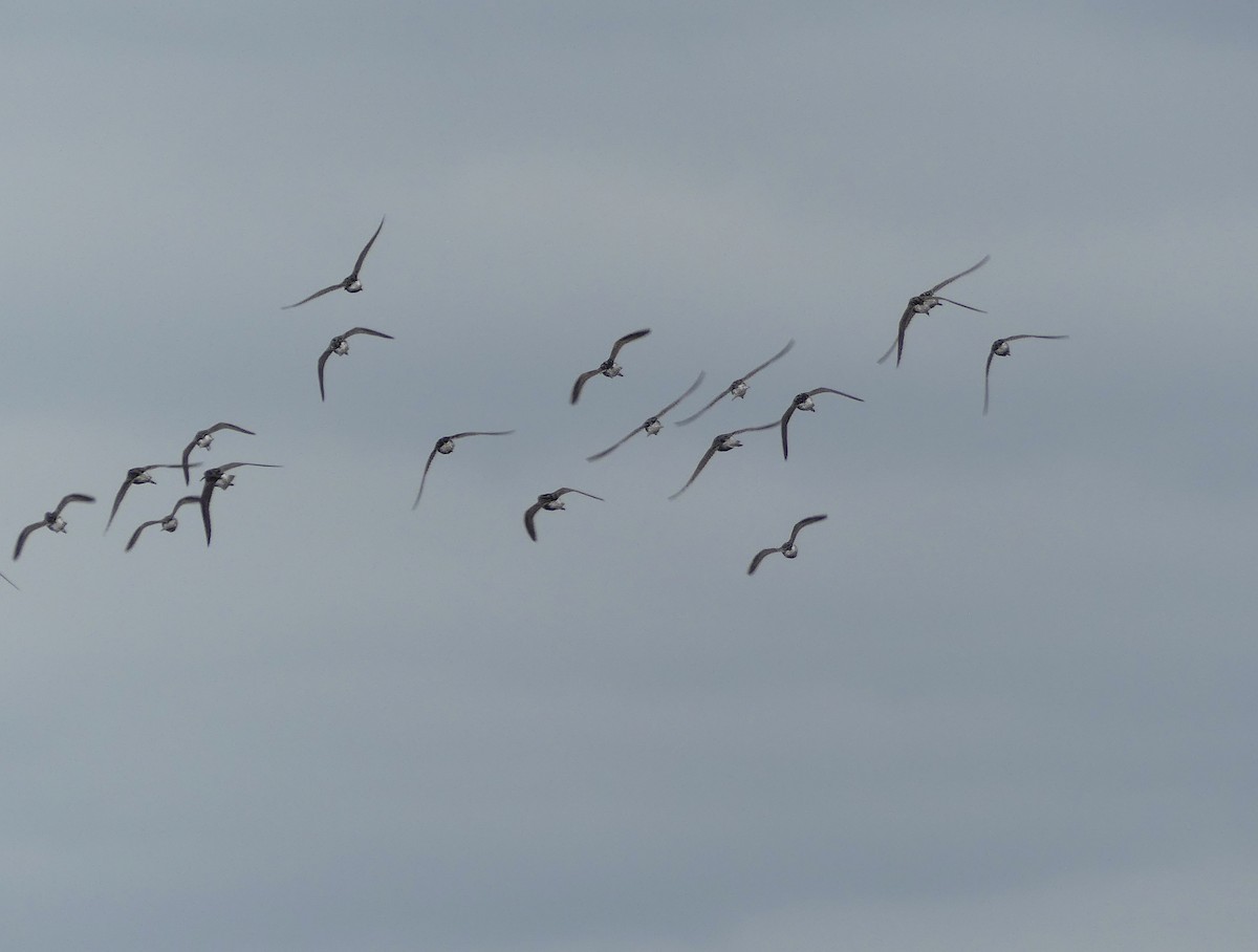 Stilt Sandpiper - Leslie Sours