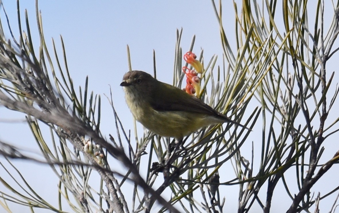 Weebill - ML253239421