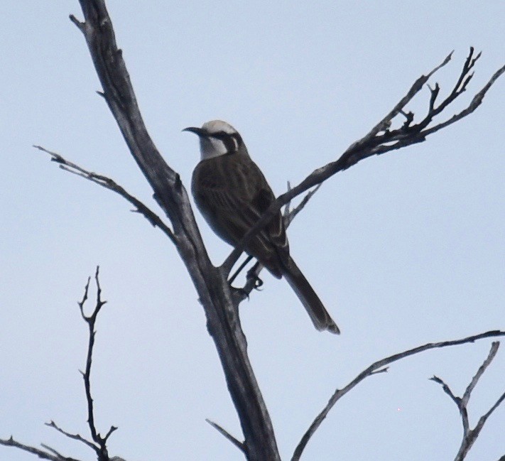 Tawny-crowned Honeyeater - ML253239681