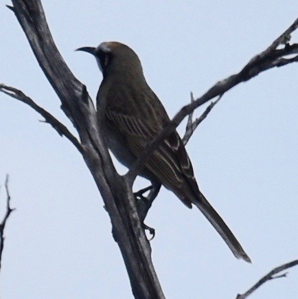 Tawny-crowned Honeyeater - ML253239721