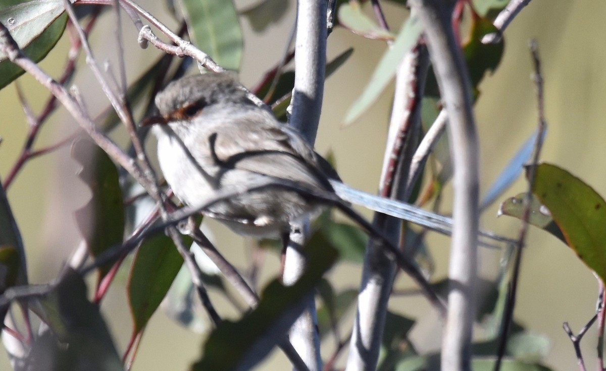 Blue-breasted Fairywren - ML253239961