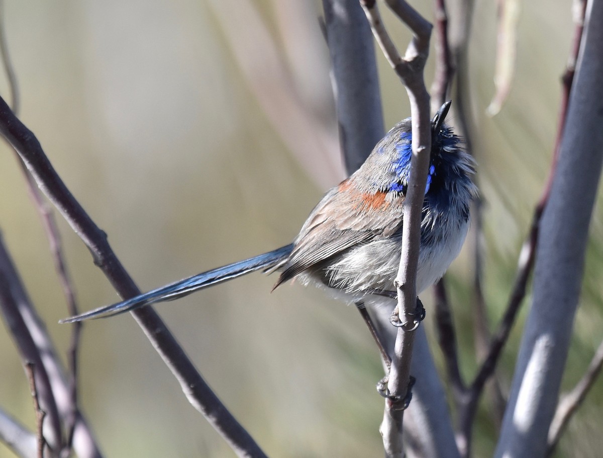 Blue-breasted Fairywren - ML253239991