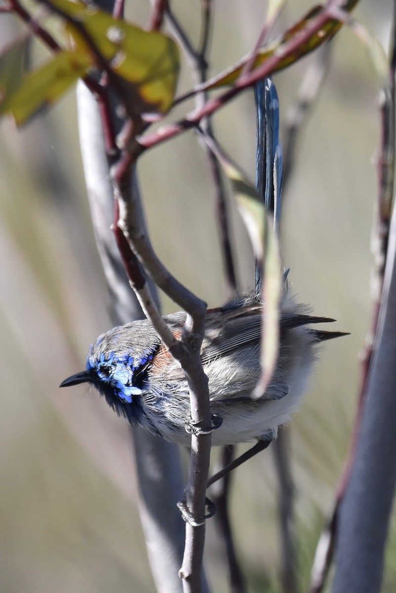 Blue-breasted Fairywren - ML253240001