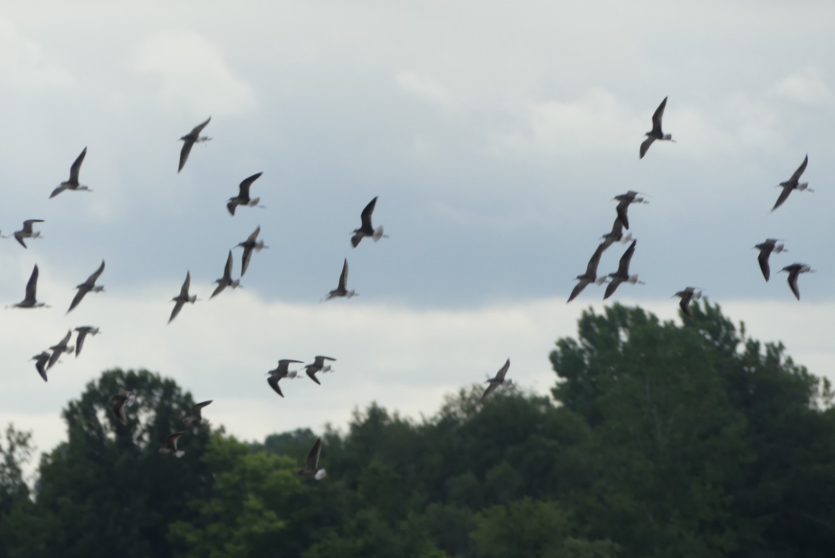 Stilt Sandpiper - ML253240431