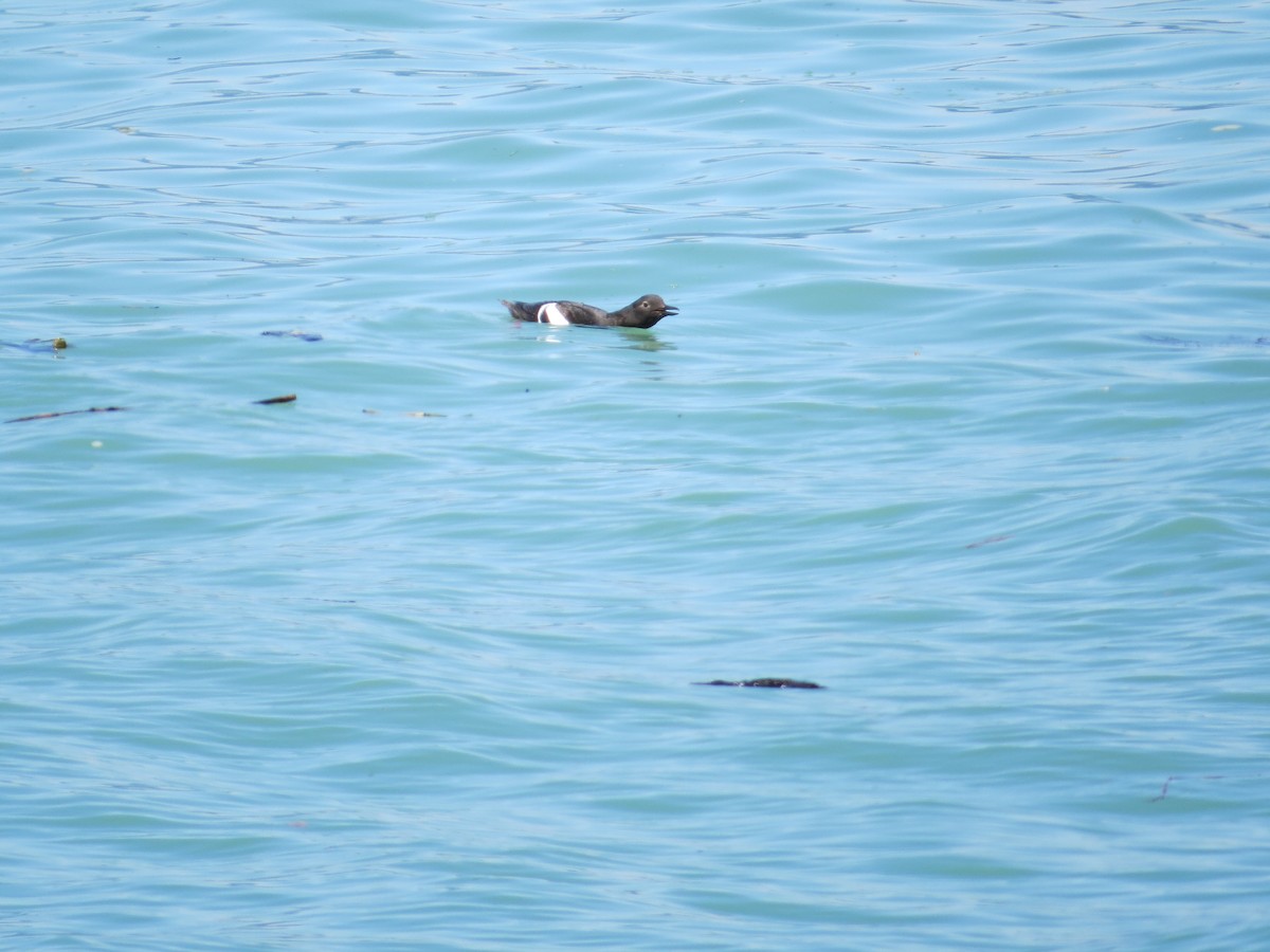 Pigeon Guillemot - ML25324051