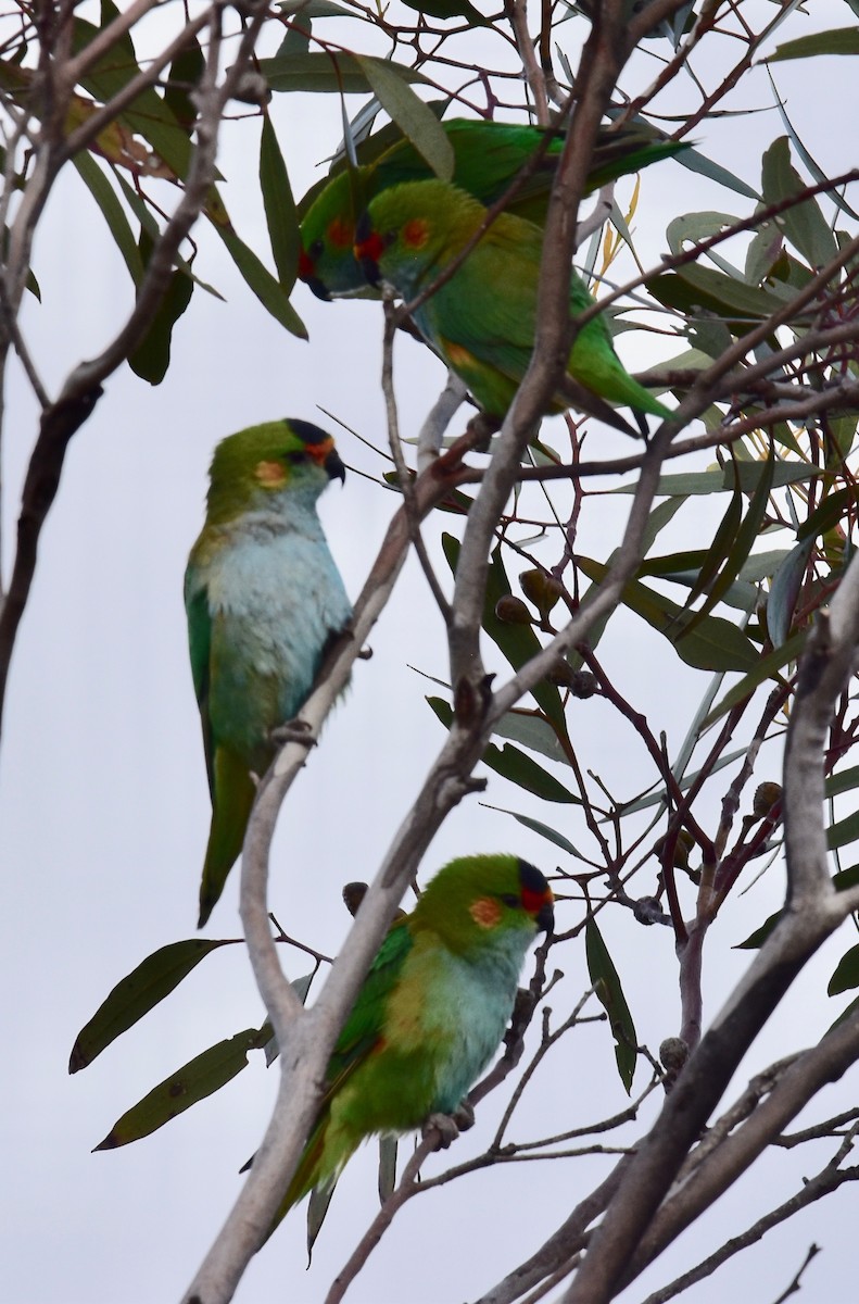 Purple-crowned Lorikeet - ML253240891