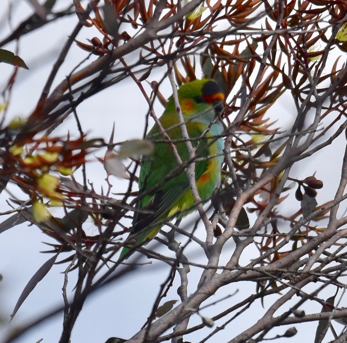 Purple-crowned Lorikeet - ML253240901