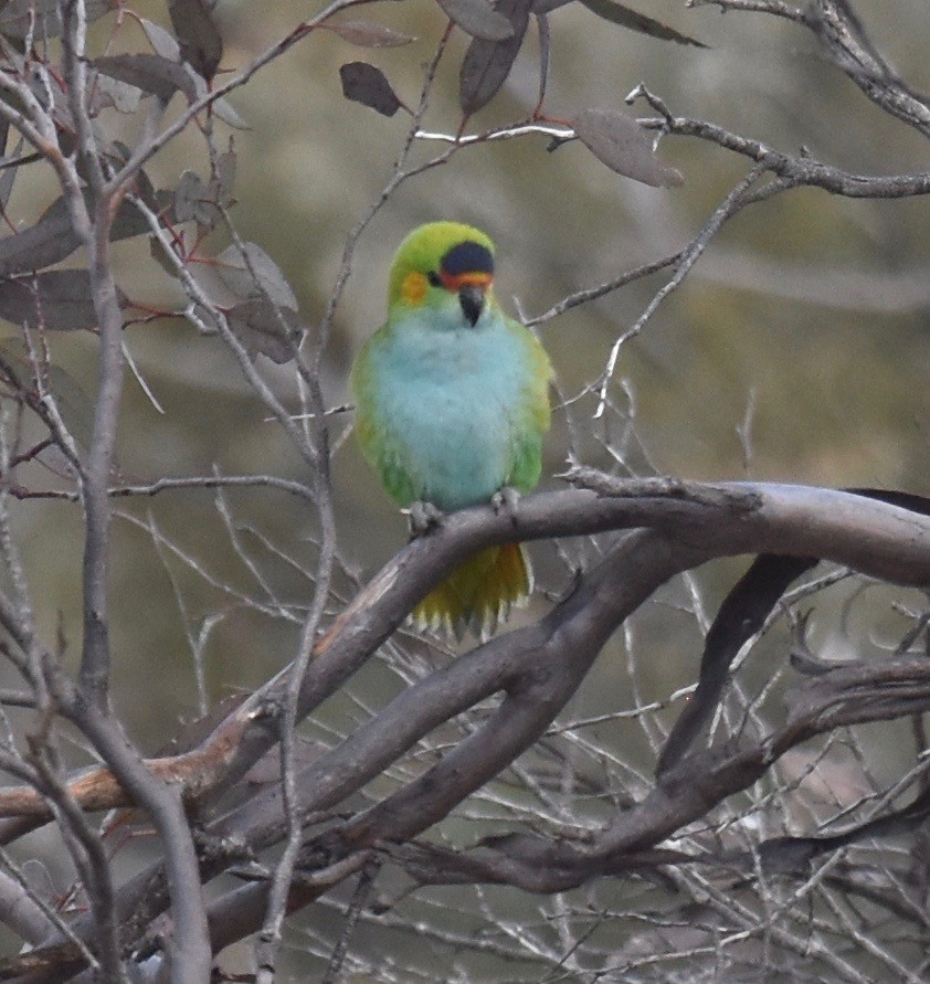 Purple-crowned Lorikeet - ML253240921