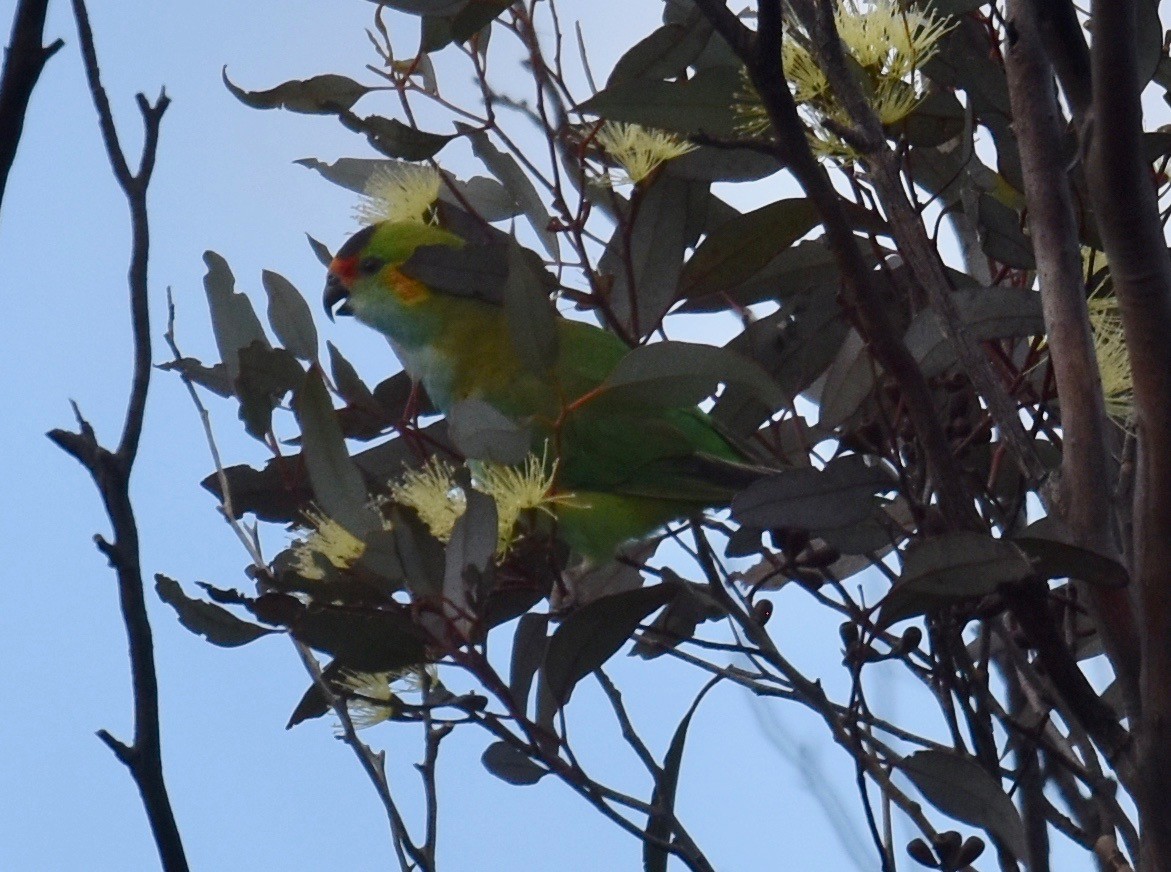 Purple-crowned Lorikeet - ML253240931