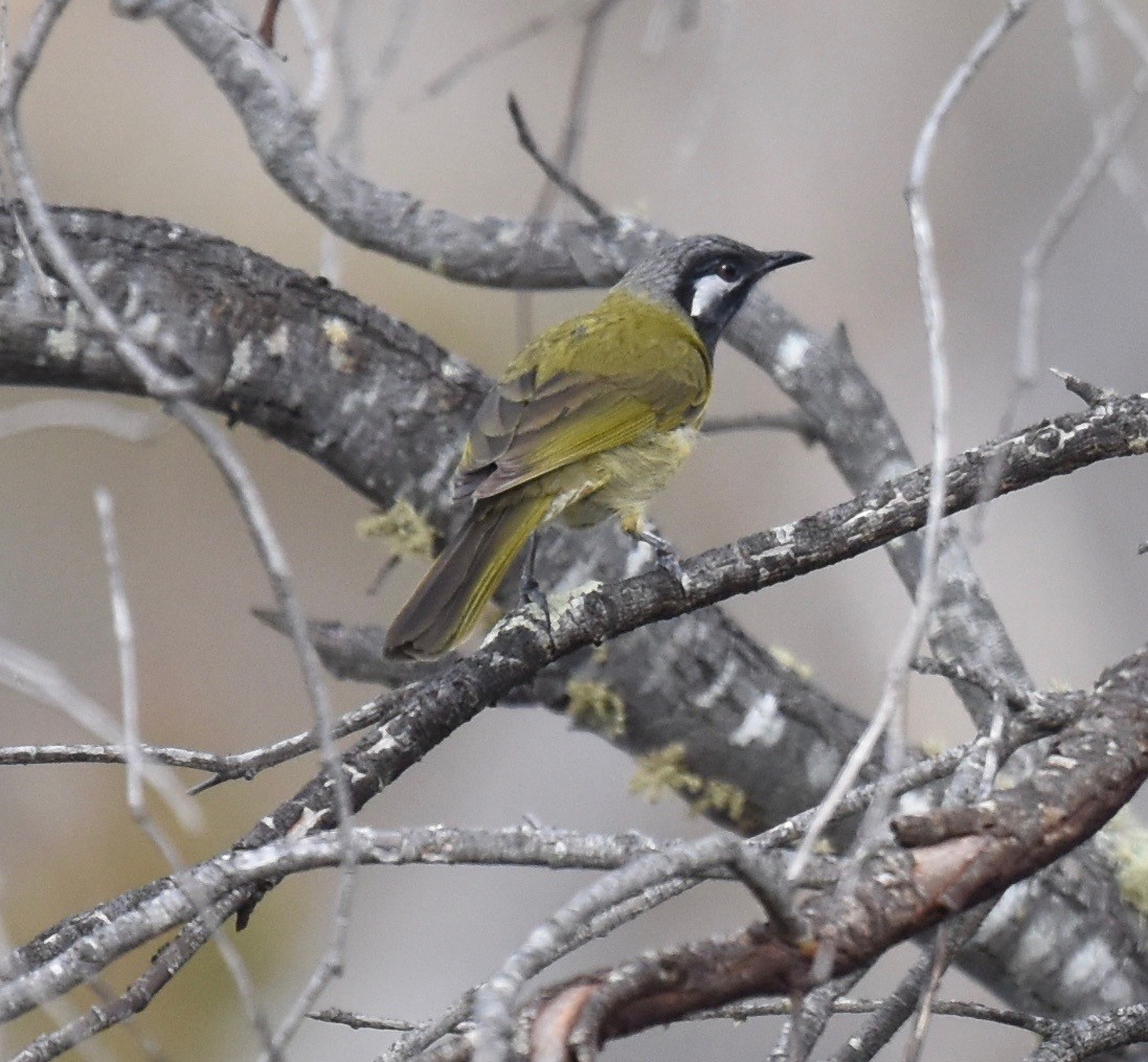 White-eared Honeyeater - ML253241251