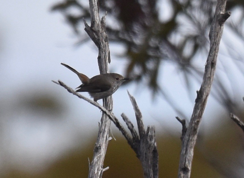 Inland Thornbill - ML253241261