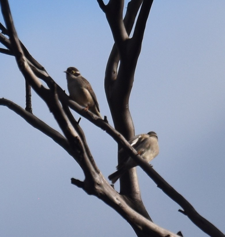 Brown-headed Honeyeater - ML253241391