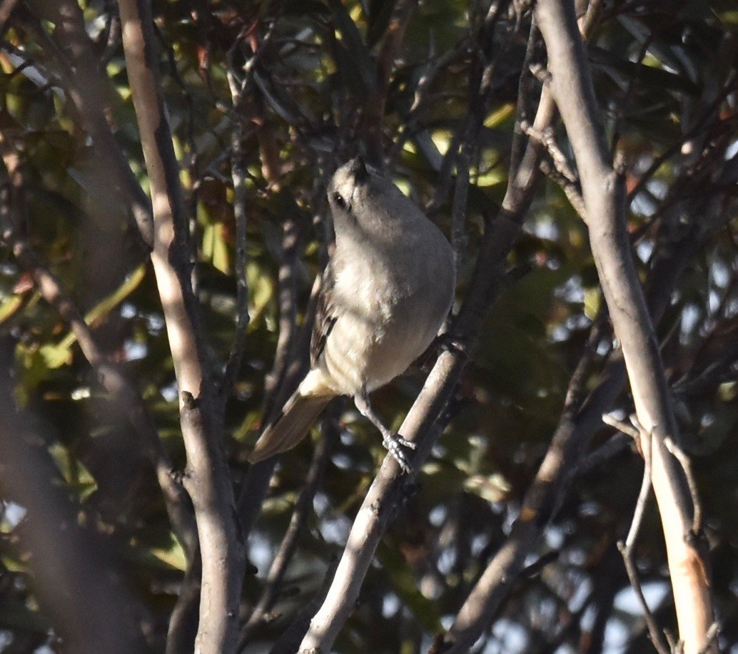 Gray Shrikethrush - ML253241441