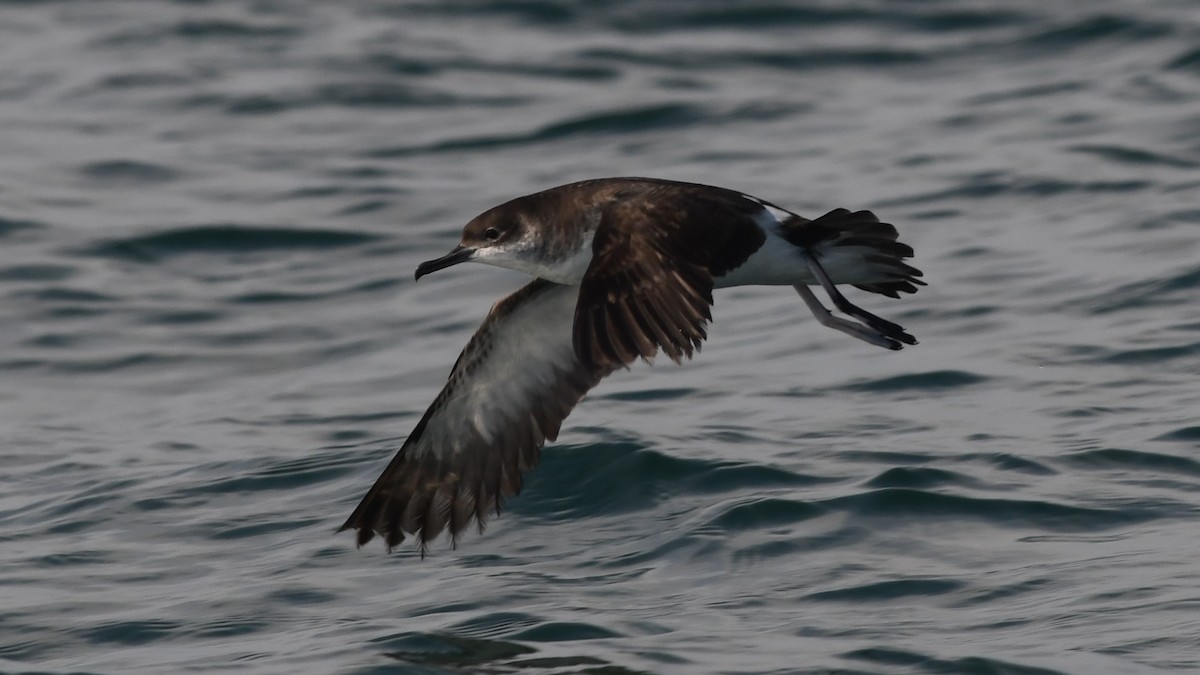 Manx Shearwater - ML253241641