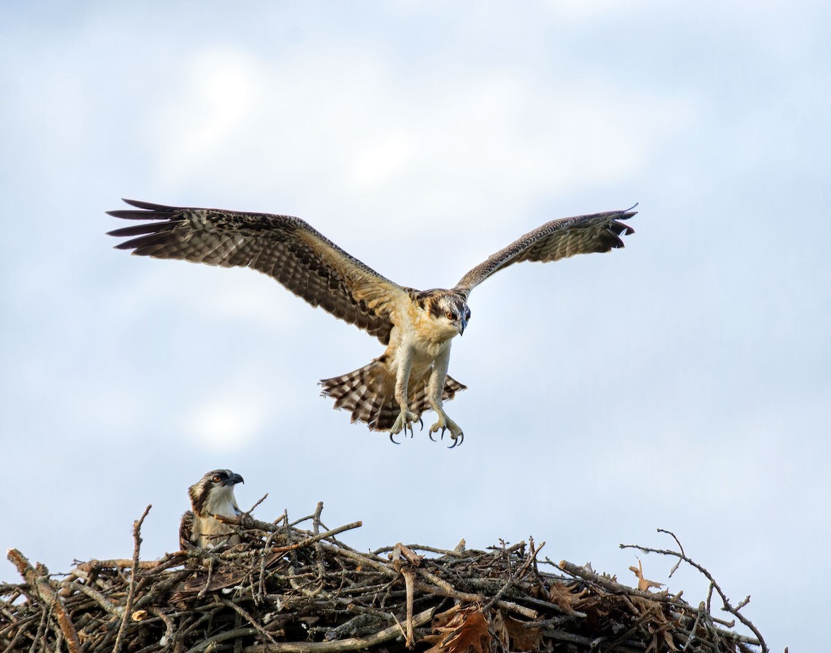 Osprey - ML253241721