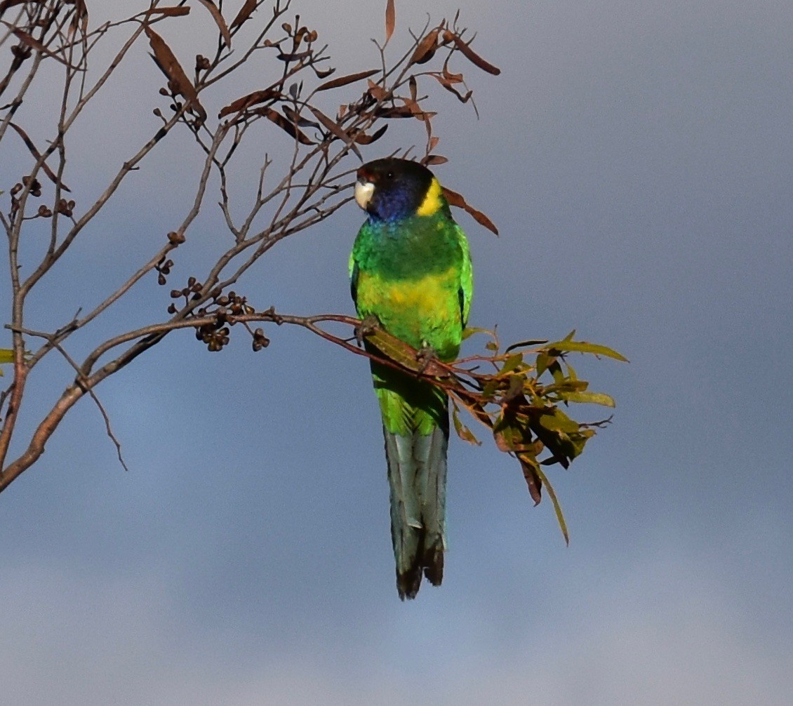 Australian Ringneck - ML253241861