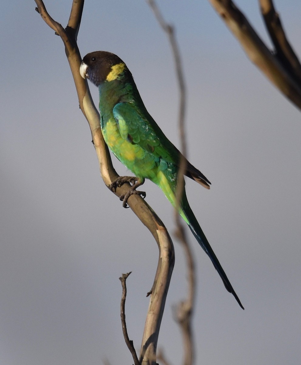 Australian Ringneck - ML253241901