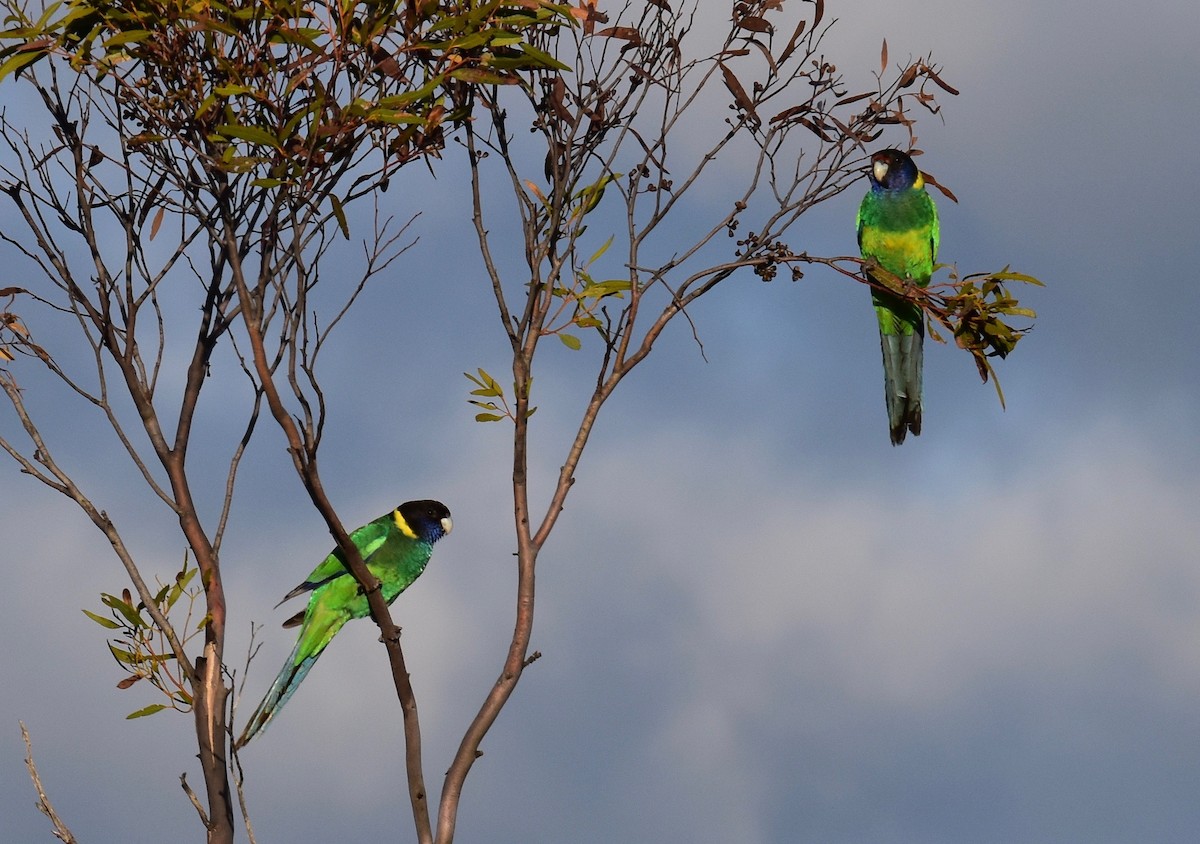Australian Ringneck - ML253241941