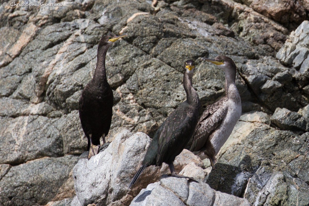 European Shag (Mediterranean) - ML253242171