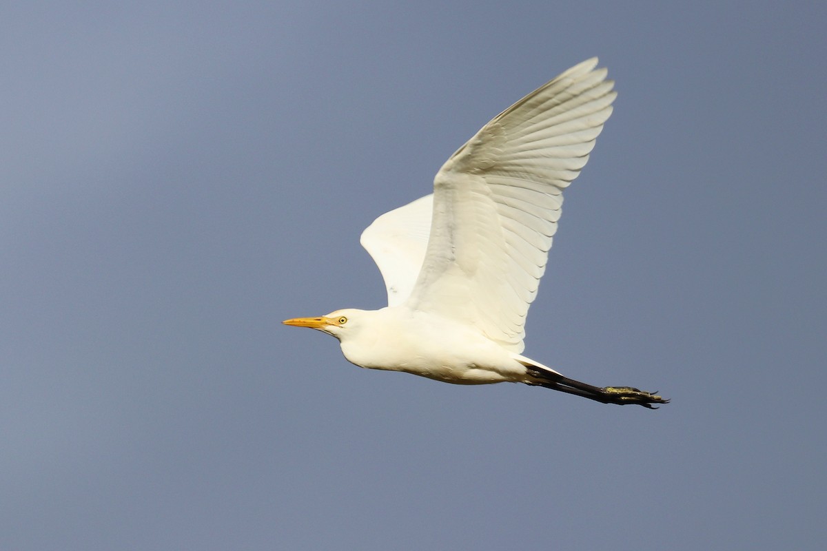 Eastern Cattle Egret - Enoch Bultreys