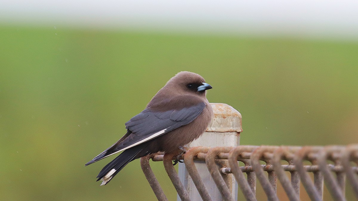 Dusky Woodswallow - Enoch Bultreys