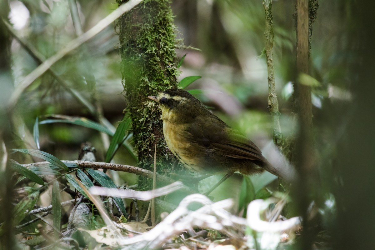 Yellow-browed Oxylabes - Nick Athanas