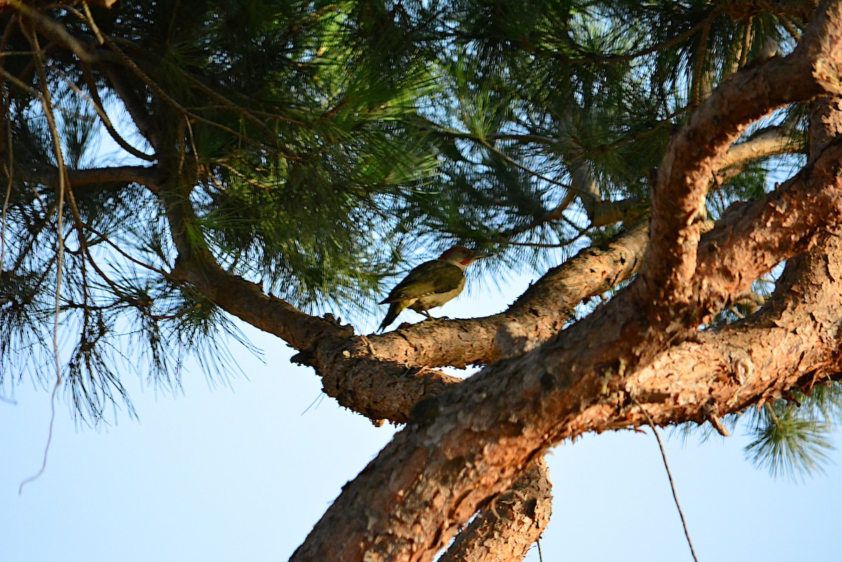 Iberian Green Woodpecker - ML253245921