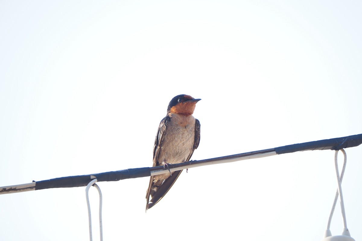 Pacific Swallow - ML253246041