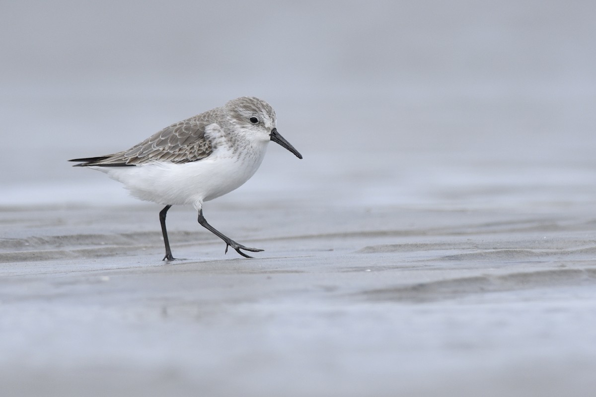 Western Sandpiper - Daniel Irons