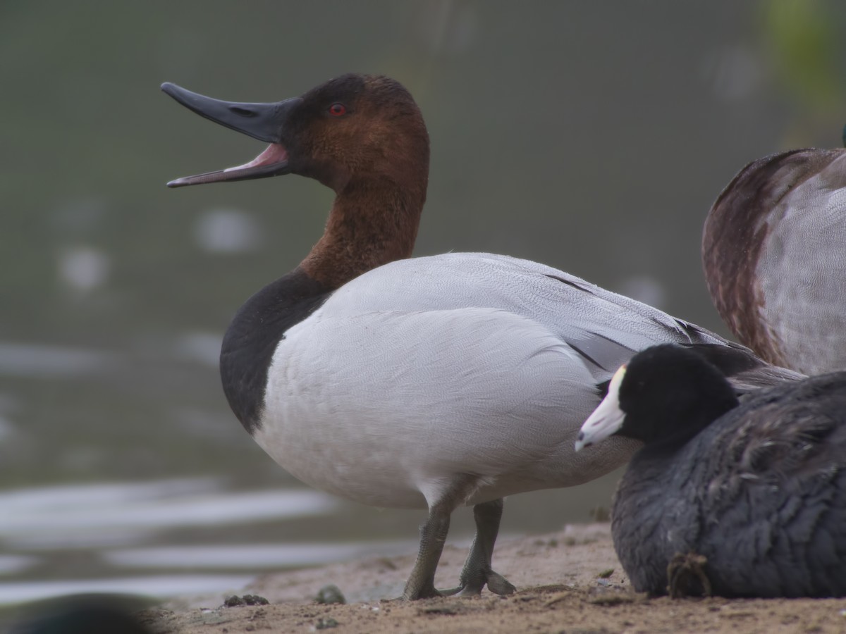 Canvasback - ML25324771