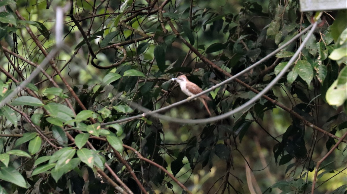 Banded Bay Cuckoo - ML253248121