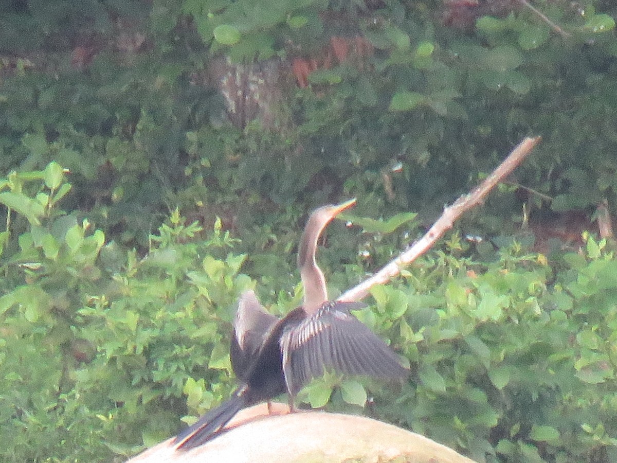 Anhinga - ML253248371