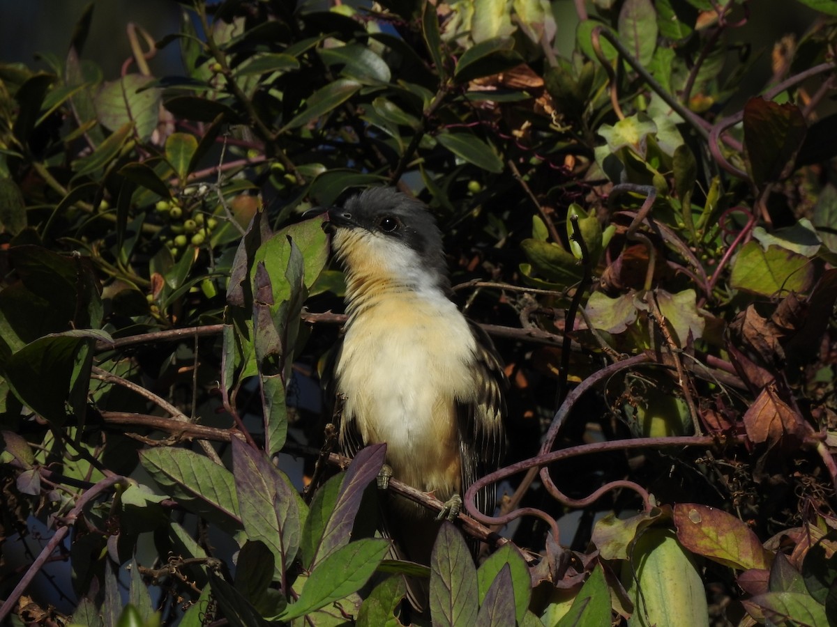 Dark-billed Cuckoo - ML253248521