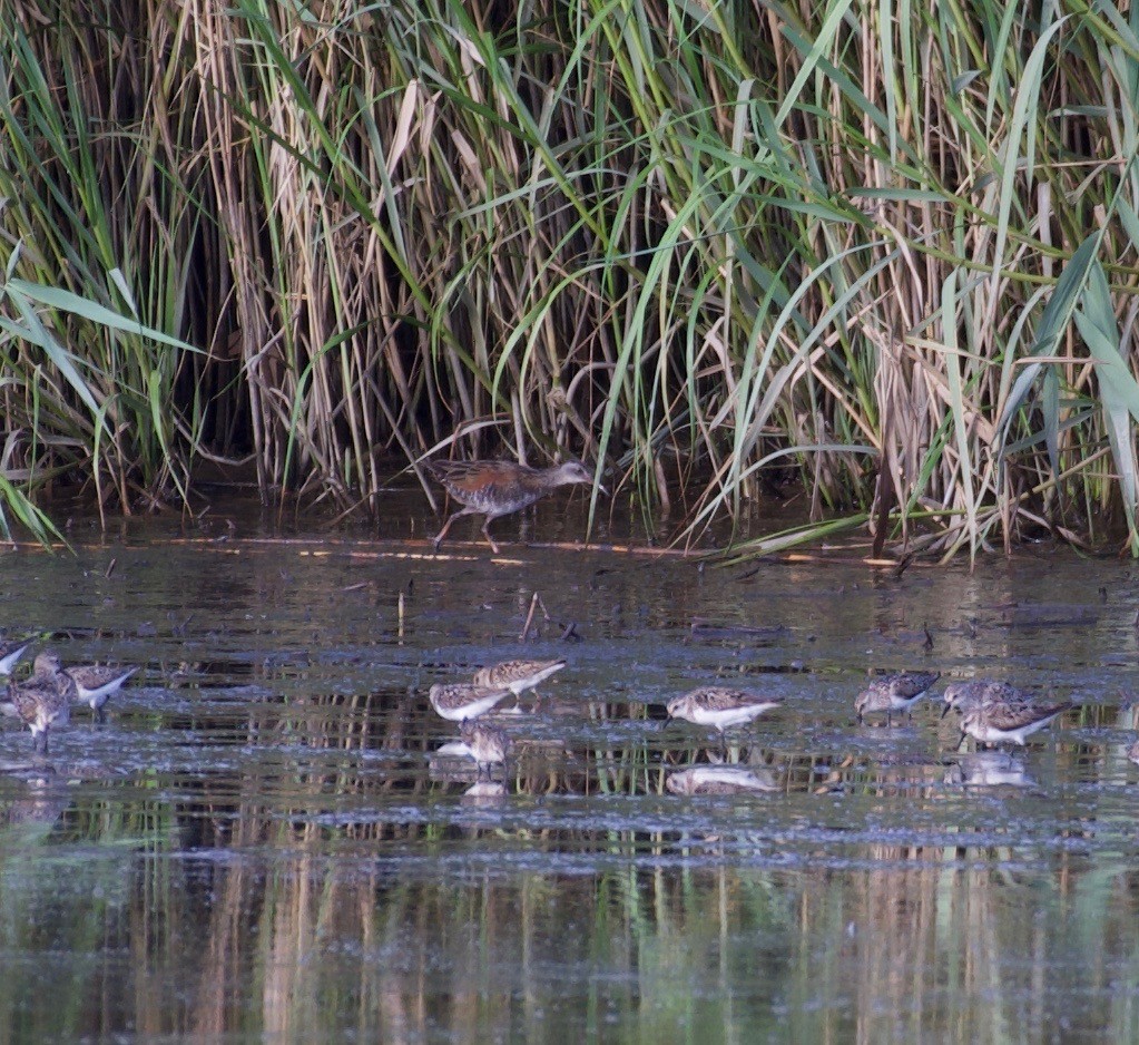 Virginia Rail - ML253249261