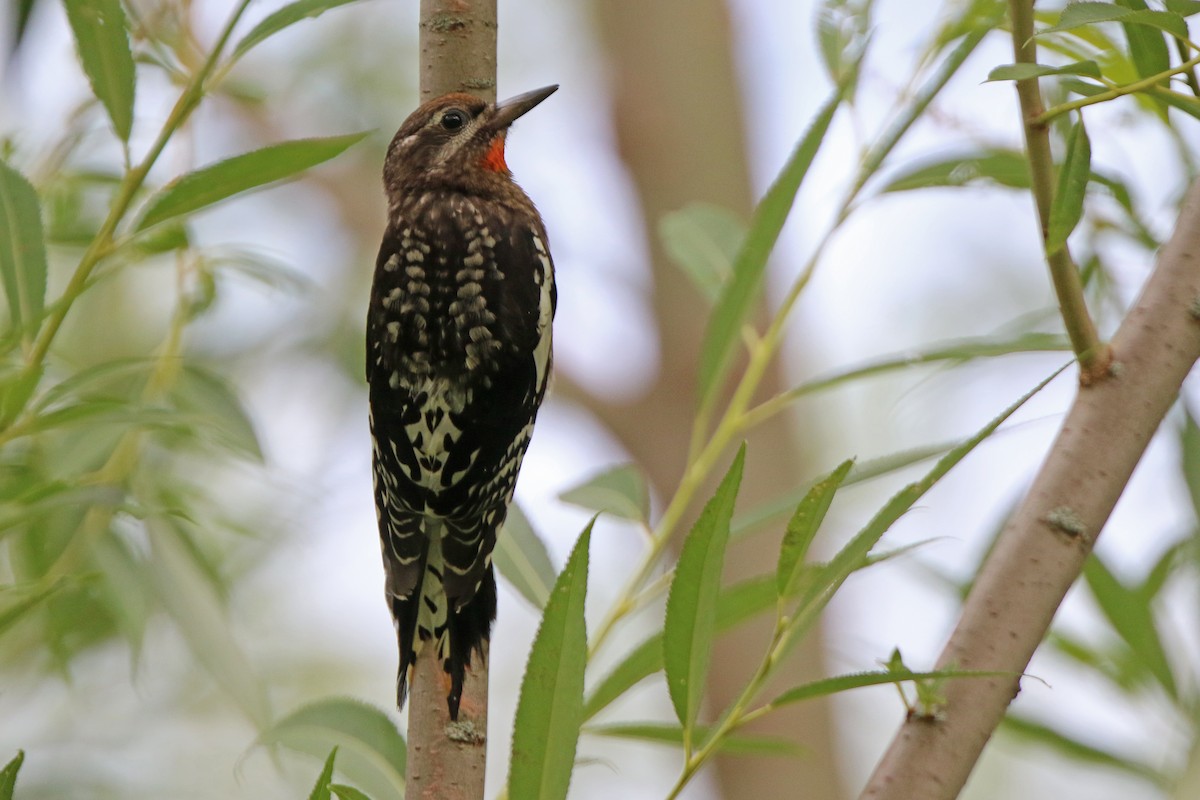 Yellow-bellied Sapsucker - Daniel Jauvin