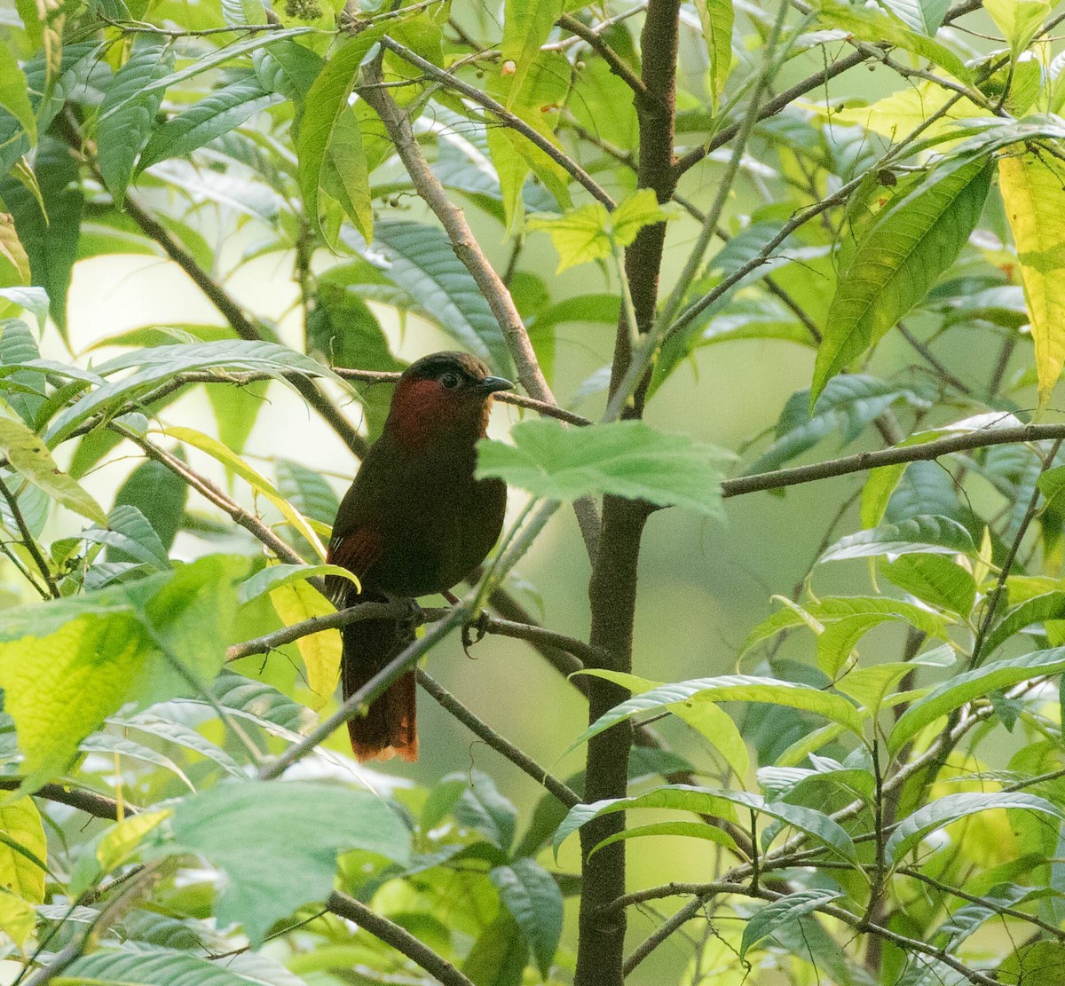 Red-faced Liocichla - ML253250581