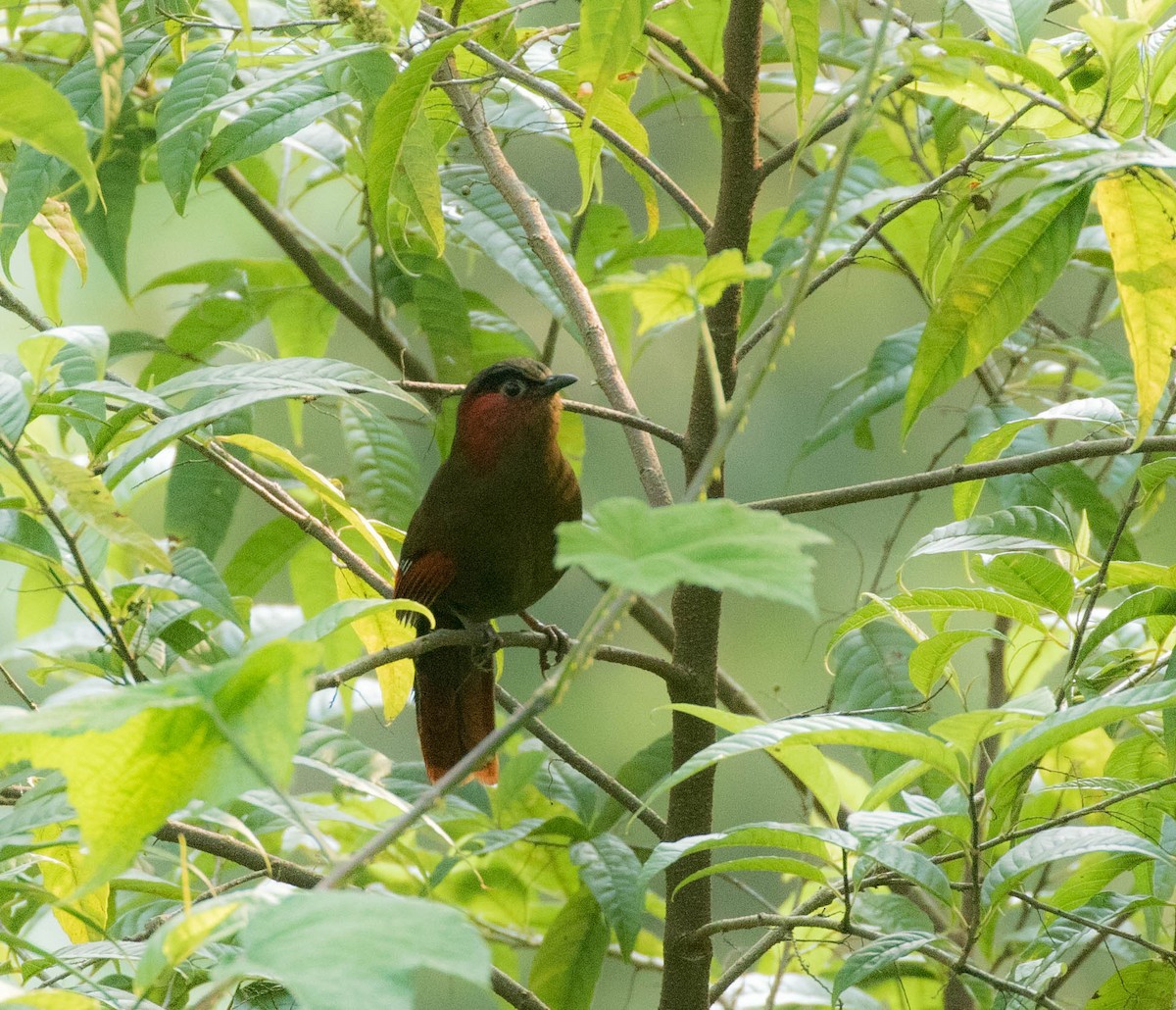 Red-faced Liocichla - ML253250591