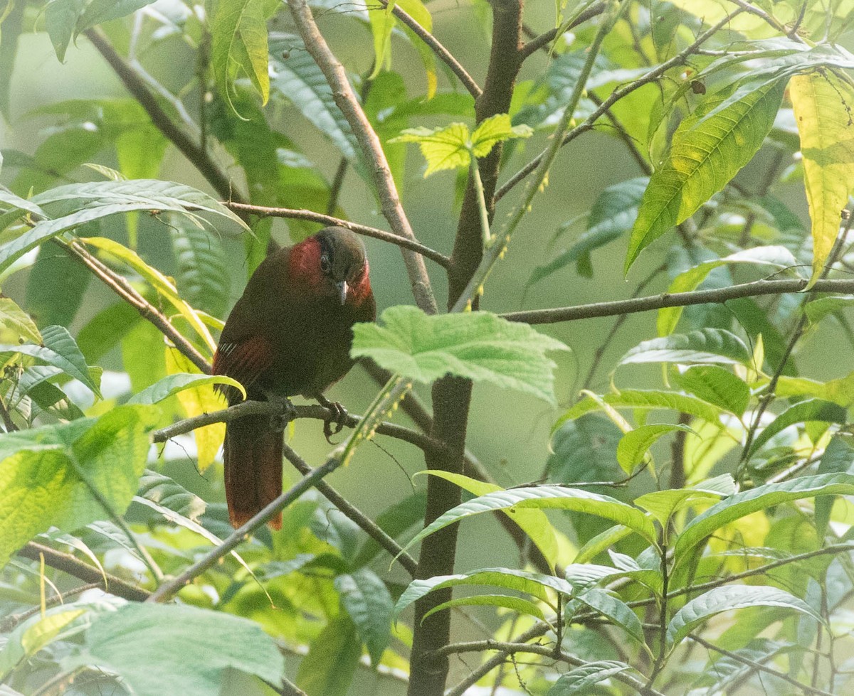 Red-faced Liocichla - ML253250601